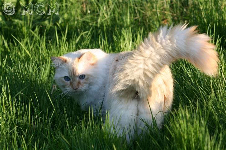 Ragdoll Sir Leo De Grance - Når enden er god ... :D billede 20