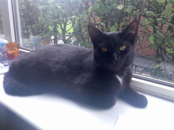 Huskat Micha billede 1