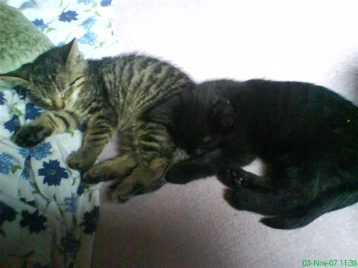 Huskat Micha billede 2