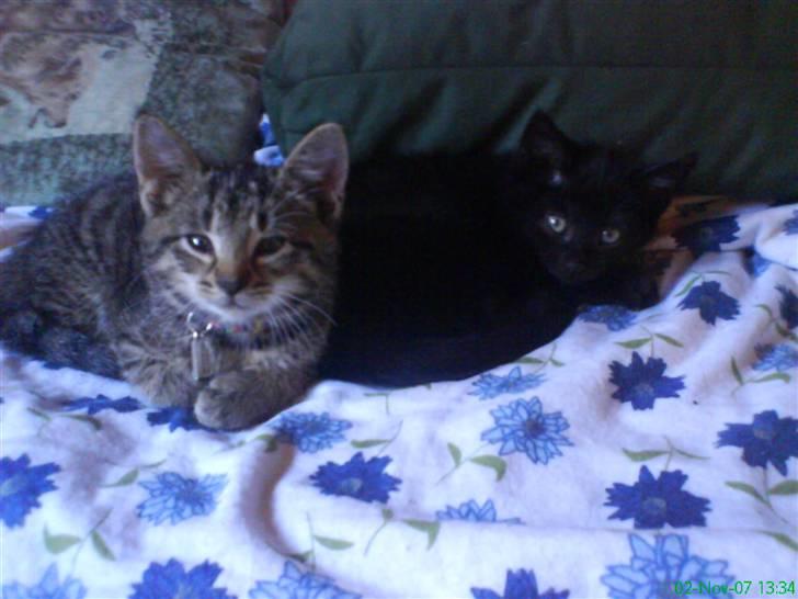 Huskat Micha billede 3