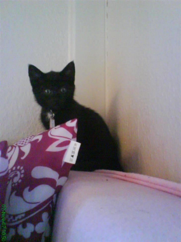 Huskat Micha billede 4