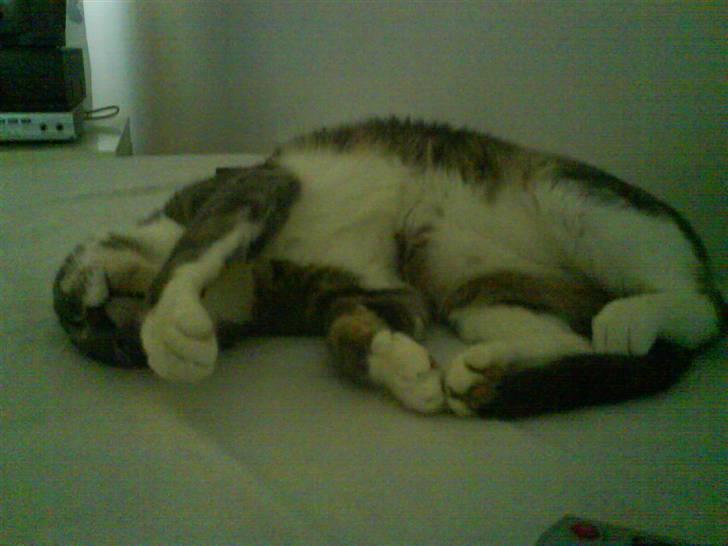 Huskat Milla billede 15