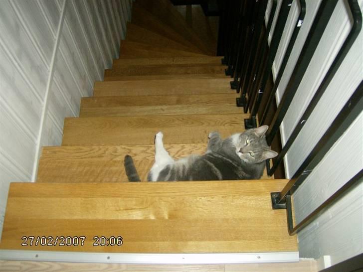 Huskat Milla billede 17