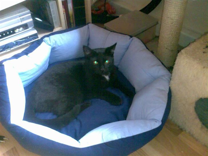 Huskat Micha billede 5