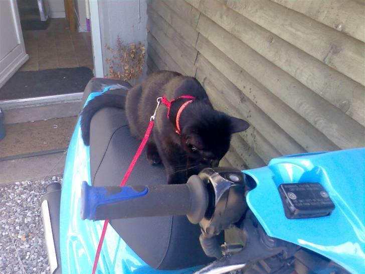 Huskat Micha billede 6