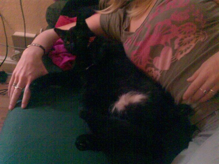 Huskat Micha billede 7