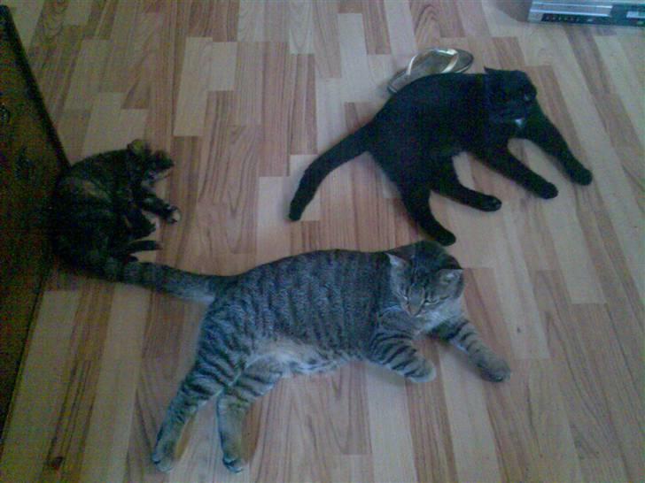 Huskat Micha billede 8