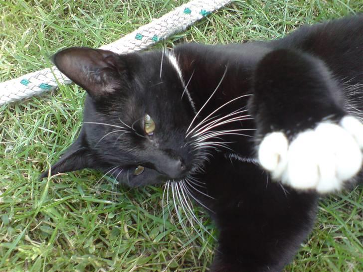 Huskat Shadow R.I.P billede 14