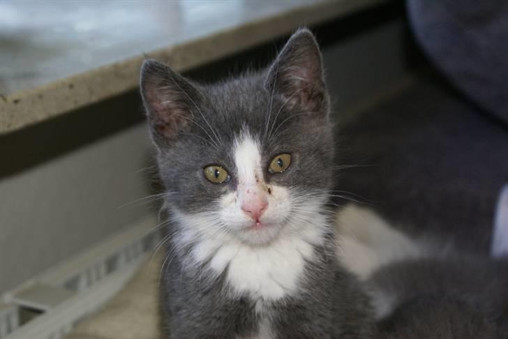 Blanding af racer Bertram RIP billede 1