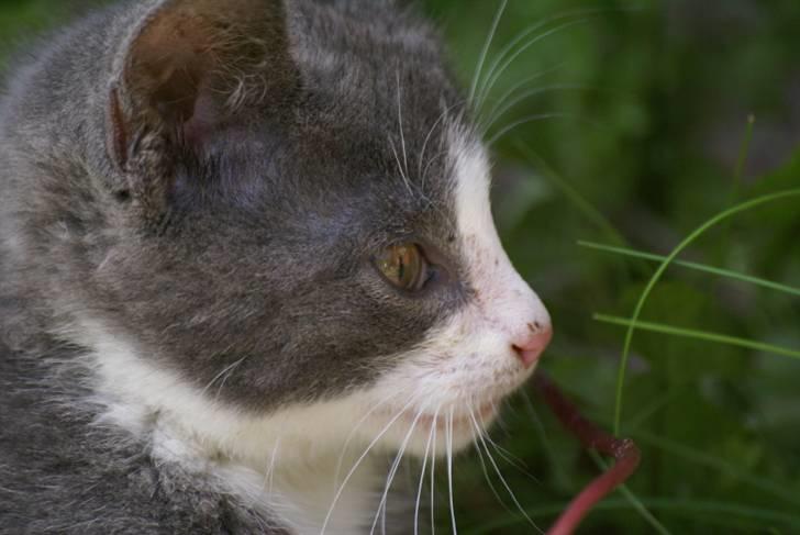 Blanding af racer Bertram RIP billede 2