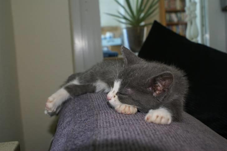 Blanding af racer Bertram RIP billede 3