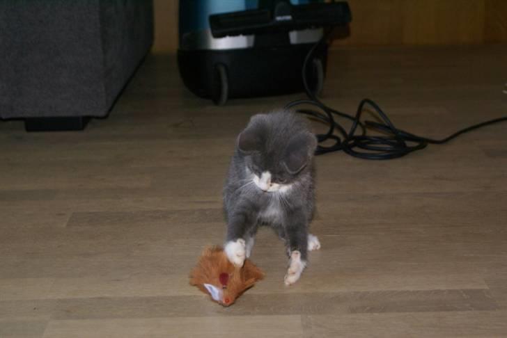 Blanding af racer Bertram RIP billede 4