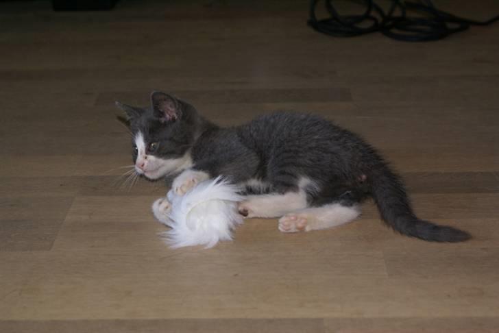 Blanding af racer Bertram RIP billede 5