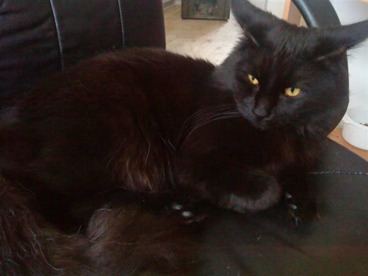 Blanding af racer Mowgli (ikke vores mere) billede 1