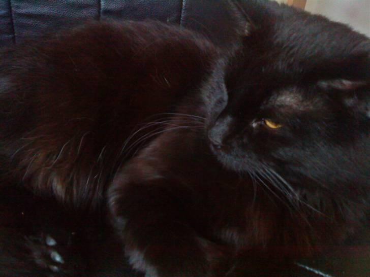 Blanding af racer Mowgli (ikke vores mere) billede 2