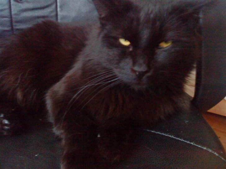 Blanding af racer Mowgli (ikke vores mere) billede 3