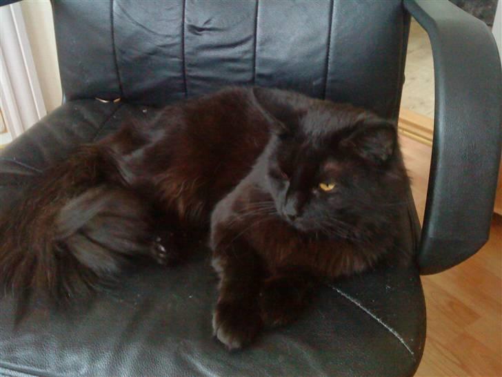 Blanding af racer Mowgli (ikke vores mere) billede 4