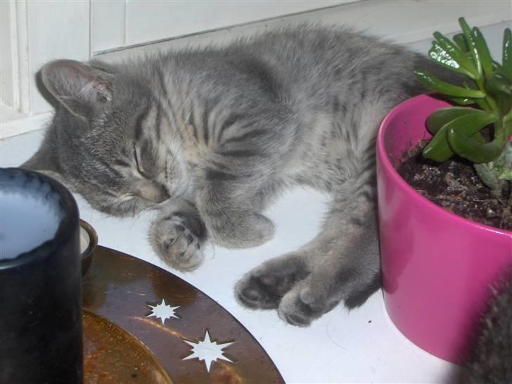 Huskat Pjevs - blev sørme træt billede 6