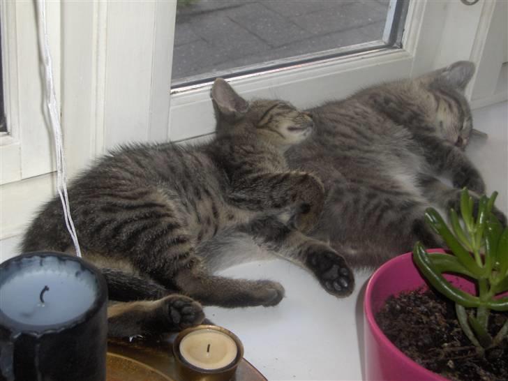 Huskat Pjevs - putter med min søster billede 7