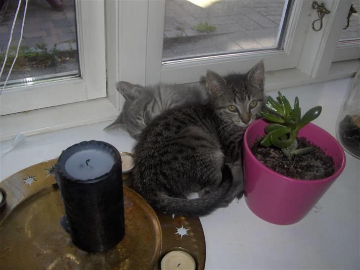 Huskat Mio - der er lige plads til mig billede 5