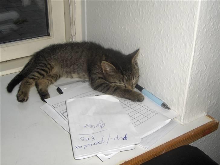 Huskat Mio - det er hårdt og være mig. billede 6