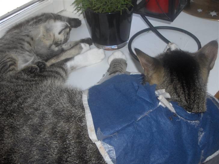 Huskat Mio - du fylder altså brormand billede 7