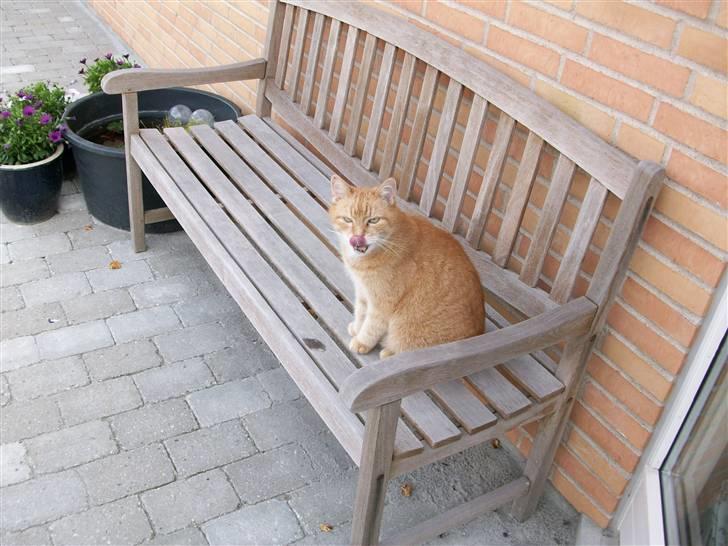 Huskat Casper *død* - Mit kat sunger opera billede 10