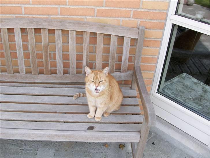 Huskat Casper *død* - Oo solo mio billede 11