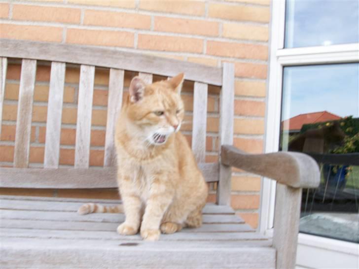 Huskat Casper *død* - Maiu billede 12