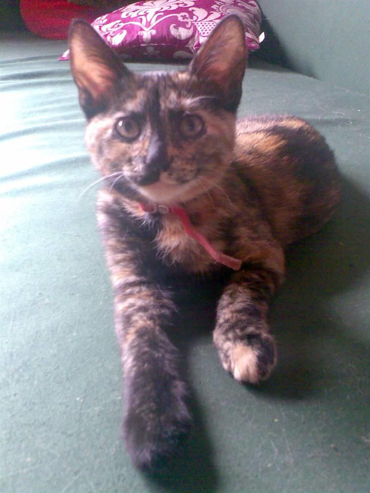 Huskat Pixi billede 1