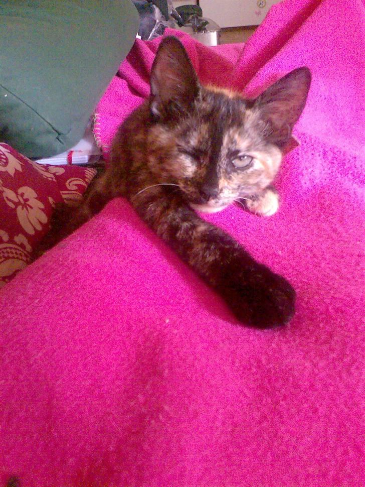 Huskat Pixi - Hun blinkede lige da jeg tog billedet (: billede 2