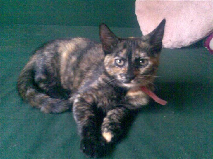 Huskat Pixi billede 3