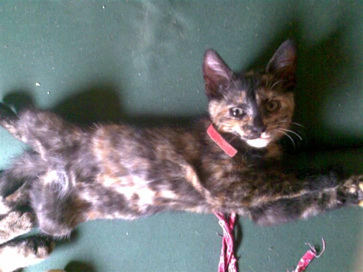 Huskat Pixi billede 4