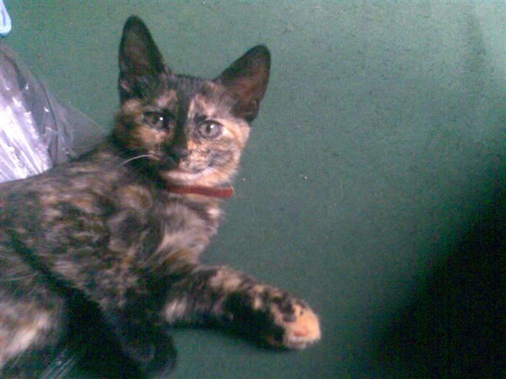 Huskat Pixi billede 6