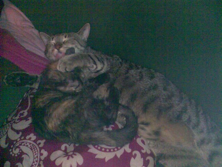 Huskat Pixi - Tiger vasker lige Pixi (: billede 8