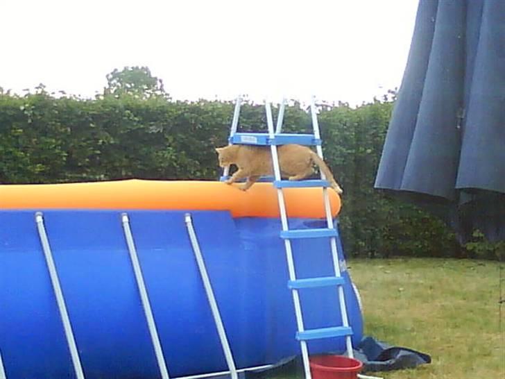 Huskat Oliver (Ollie) *Mikki's* - kan man mon gå der ud? <3 billede 5