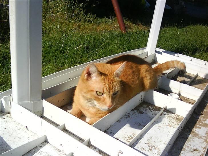 Huskat Oliver (Ollie) *Mikki's* - her er der in´gen der ser mig xD<3 billede 6