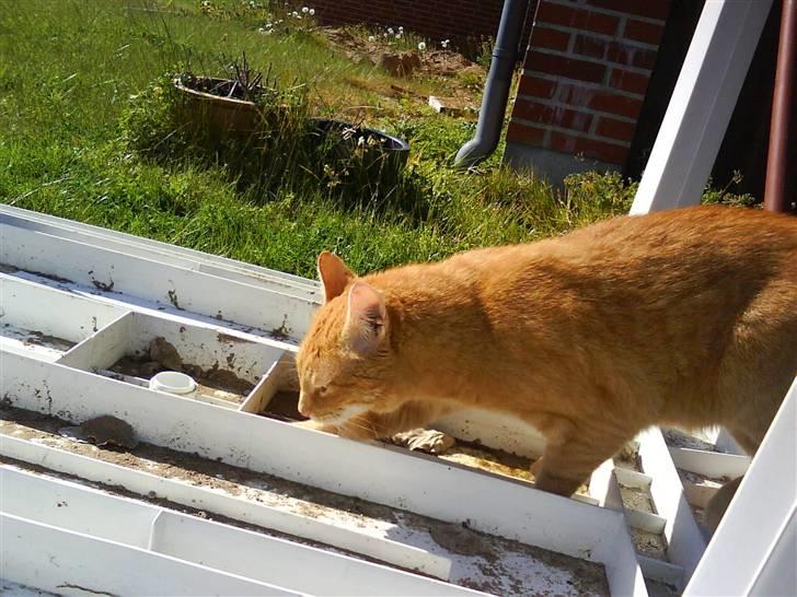 Huskat Oliver (Ollie) *Mikki's* - *snuse snuse* det lugter godt xD <3 billede 7