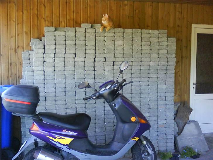 Huskat Oliver (Ollie) *Mikki's* - er jeg ikke bare højt oppe ? <3 billede 8