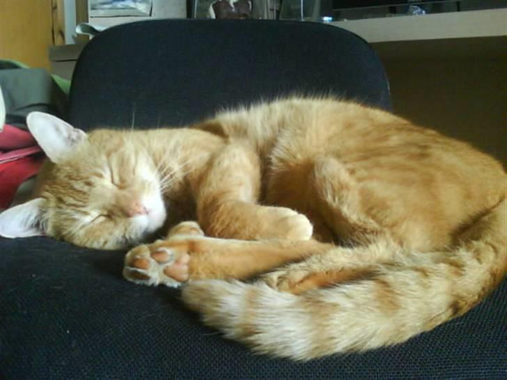 Huskat Oliver (Ollie) *Mikki's* - ZzZzZz .... ¤ hva´ er duuh deR? <3 billede 9