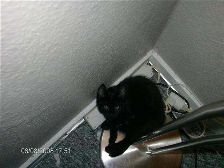 Huskat Sille billede 1