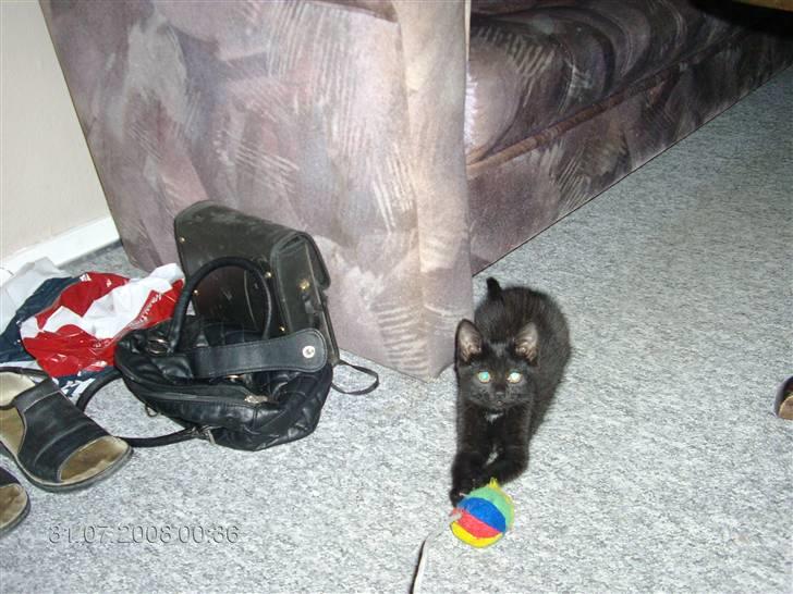 Huskat Sille billede 2