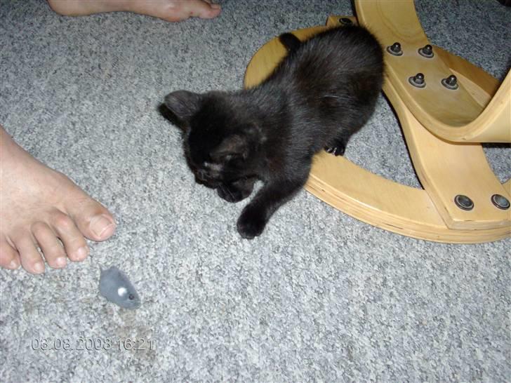 Huskat Sille billede 3