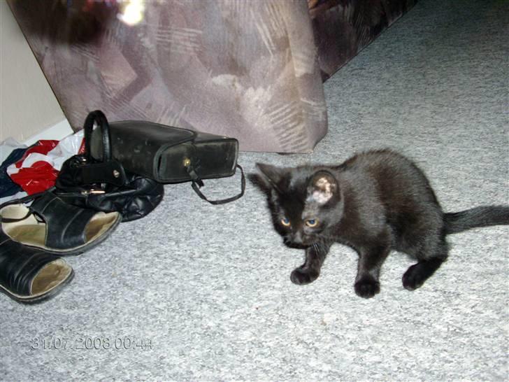 Huskat Sille billede 4