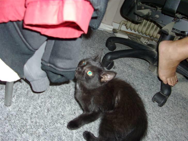 Huskat Sille billede 5