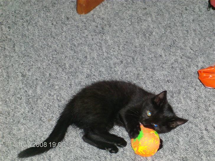 Huskat Sille billede 6