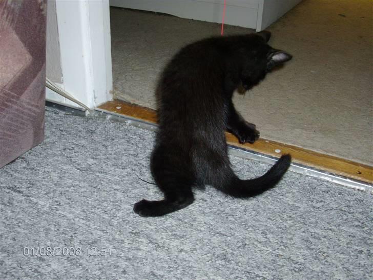 Huskat Sille billede 7