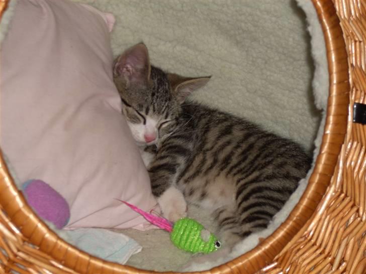 Huskat Pelle  - 14* Nuttede ikk også Foto. Mig billede 14