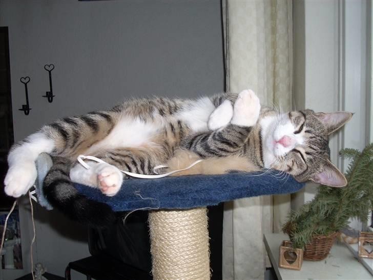 Huskat Pelle  - 15*/NYT/ Nårrh han flader totalt ud ;P Fotograf-Minna billede 15