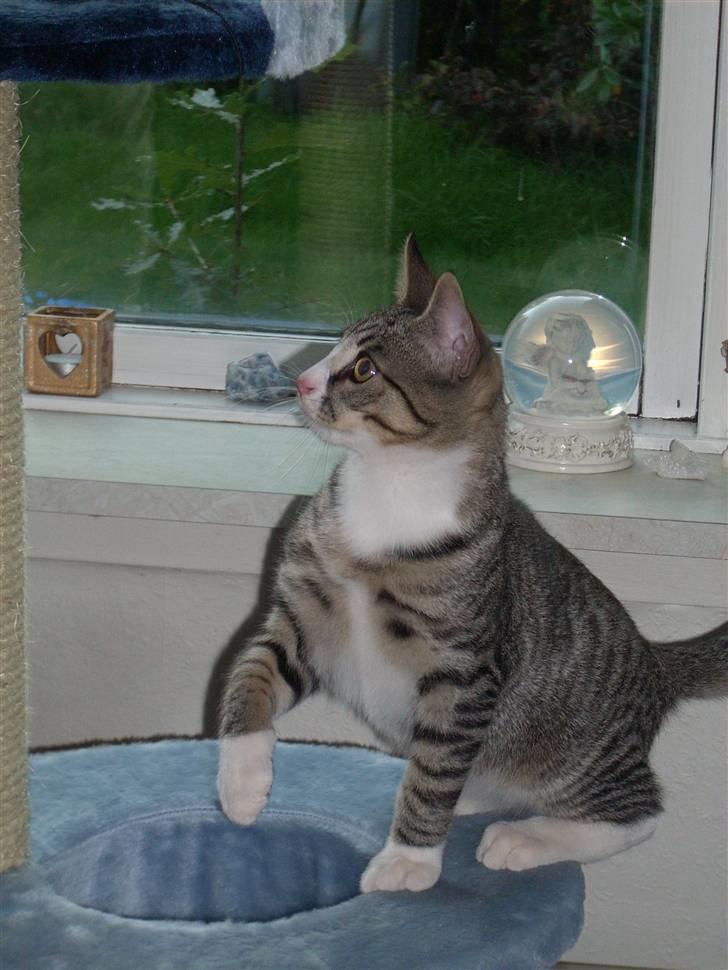 Huskat Pelle  - 16*Pelle leger på det nye krædsetræ ;D Foto-Miig ;D billede 16